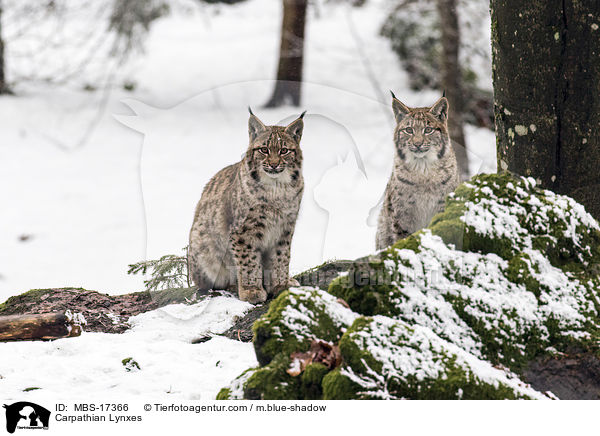 Karpatenluchse / Carpathian Lynxes / MBS-17366