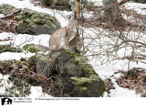 Karpatenluchs / Carpathian Lynx / MBS-17368