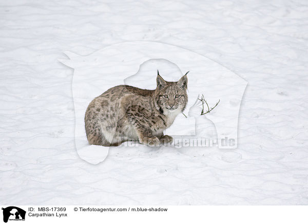 Karpatenluchs / Carpathian Lynx / MBS-17369