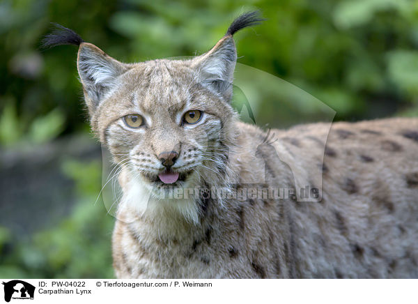 Karpatenluchs / Carpathian Lynx / PW-04022