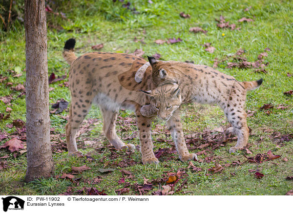 Europische Luchse / Eurasian Lynxes / PW-11902