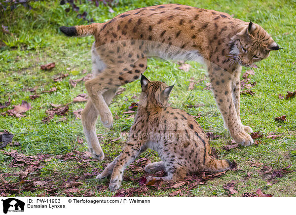 Europische Luchse / Eurasian Lynxes / PW-11903