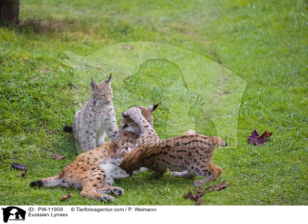 Europische Luchse / Eurasian Lynxes / PW-11909