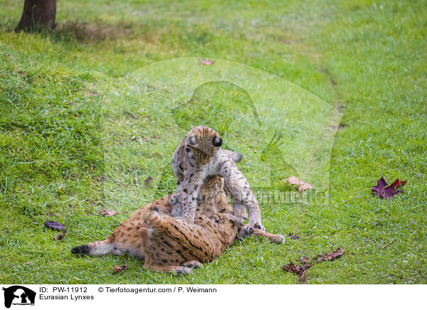 Europische Luchse / Eurasian Lynxes / PW-11912