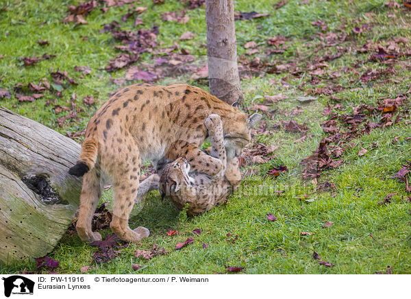 Europische Luchse / Eurasian Lynxes / PW-11916