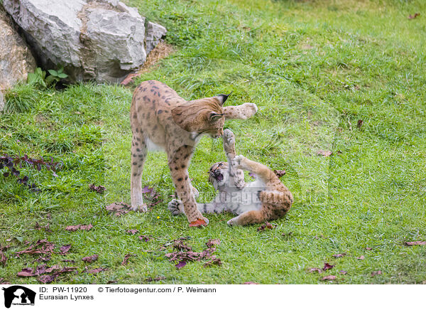 Europische Luchse / Eurasian Lynxes / PW-11920