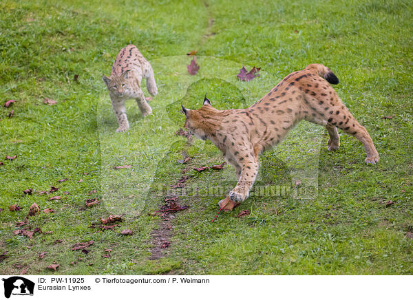 Europische Luchse / Eurasian Lynxes / PW-11925