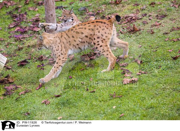 Europische Luchse / Eurasian Lynxes / PW-11926