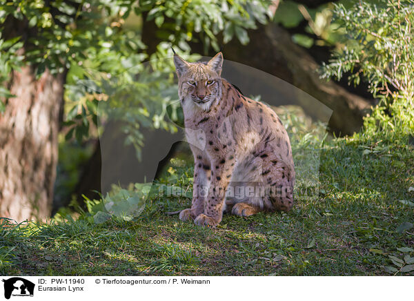 Europischer Luchs / Eurasian Lynx / PW-11940