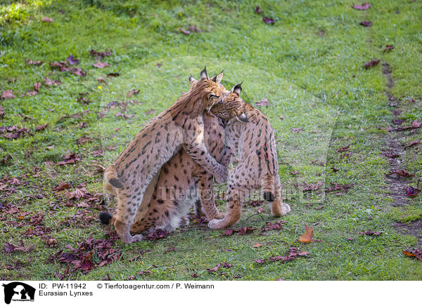 Europische Luchse / Eurasian Lynxes / PW-11942