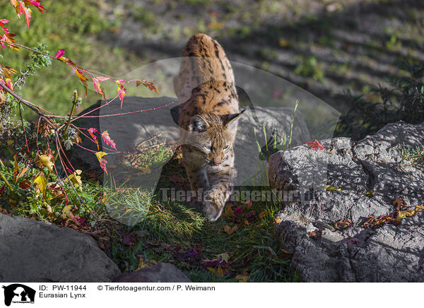 Europischer Luchs / Eurasian Lynx / PW-11944