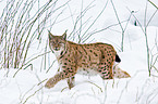 Carpathian lynx