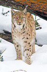 Carpathian lynx