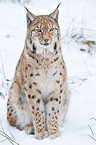 Carpathian lynx