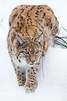 Carpathian lynx