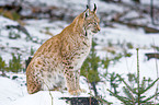 Carpathian lynx