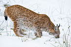 Carpathian lynx