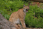 lynx