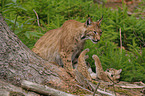 lynxes