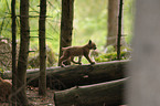 young lynx