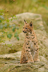 young lynx