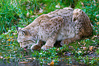 drinking lynx