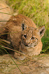 young lynx