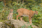 lynxes