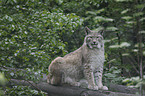 Lynx