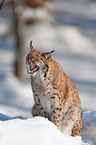 Lynx