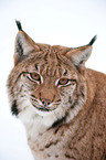 Lynx