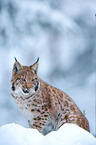 Lynx