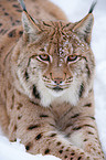 Lynx