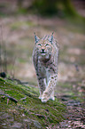 Lynx