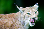 Lynx