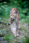 Lynx