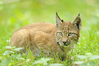 lynx