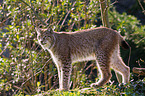 lynx