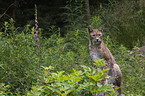 Eurasian Lynx