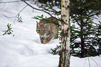 Carpathian Lynx