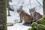 Carpathian Lynxes