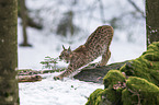 Carpathian Lynx