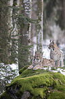 Carpathian Lynxes