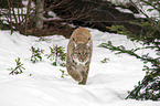 Carpathian Lynx