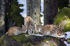 Carpathian Lynxes