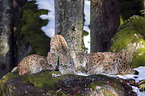 Carpathian Lynxes