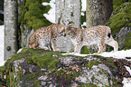 Carpathian Lynxes