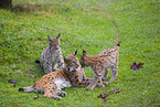 Eurasian Lynxes