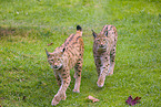 Eurasian Lynxes