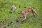 Eurasian Lynxes